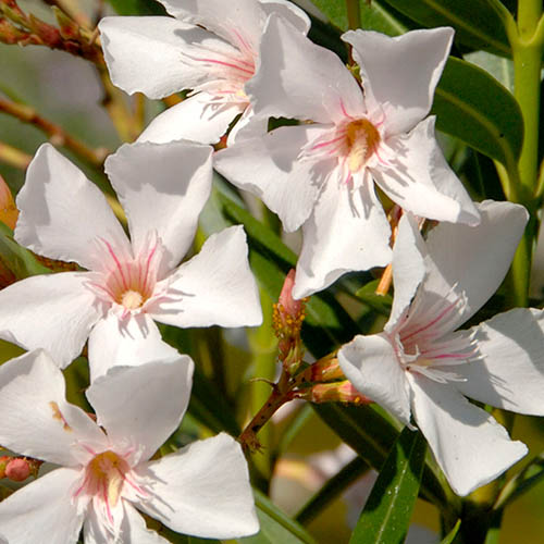 Oleander White Soeur Agnes Bush Oleander White Soeur Agnes Bush