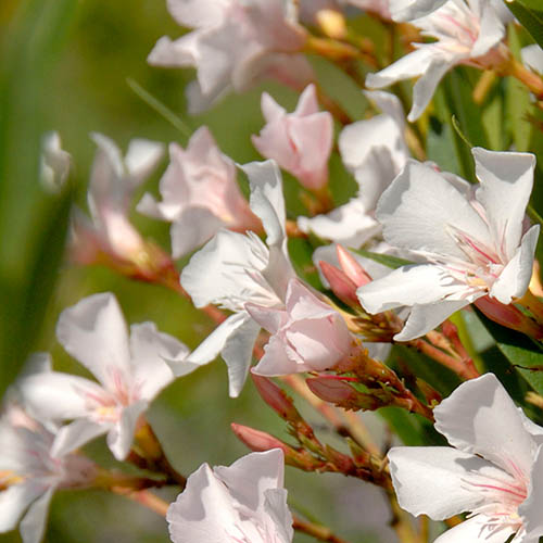 Oleander White Soeur Agnes Bush Oleander White Soeur Agnes Bush