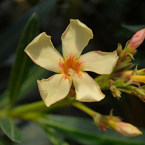 Oleander Angiolo Pucci Bush Oleander Angiolo Pucci Bush