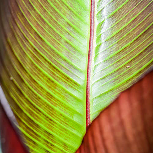 Red Abyssinian Banana Plant - Ensete ventricosum Maurelii Red Abyssinian Banana Plant - Ensete ventricosum Maurelii