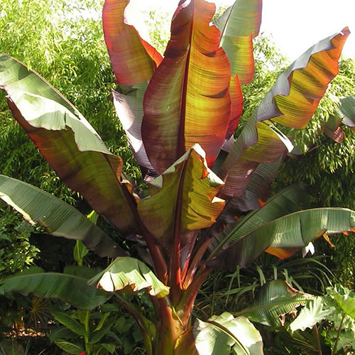 Red Abyssinian Banana Plant - Ensete ventricosum Maurelii Red Abyssinian Banana Plant - Ensete ventricosum Maurelii