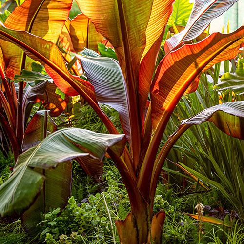 Red Abyssinian Banana Plant - Ensete ventricosum Maurelii Red Abyssinian Banana Plant - Ensete ventricosum Maurelii