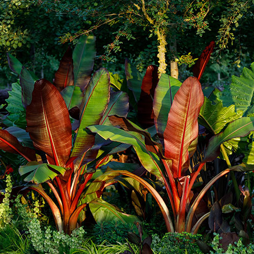 Red Abyssinian Banana Plant - Ensete ventricosum Maurelii Red Abyssinian Banana Plant - Ensete ventricosum Maurelii
