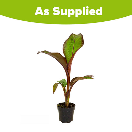 Red Abyssinian Banana Plant - Ensete ventricosum Maurelii Red Abyssinian Banana Plant - Ensete ventricosum Maurelii