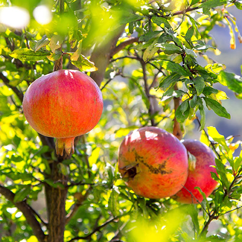 Dwarf Pomegranate Bush Dwarf Pomegranate Bush