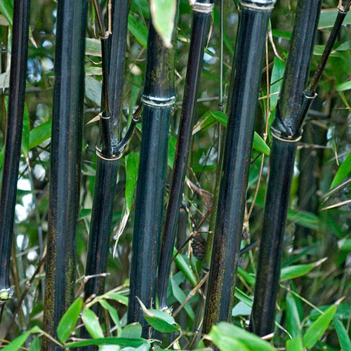 Black Bamboo Phyllostachys nigra Black Bamboo Phyllostachys nigra