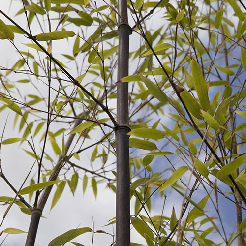 Black Bamboo Phyllostachys nigra Black Bamboo Phyllostachys nigra