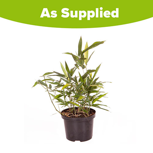 Black Bamboo Phyllostachys nigra Black Bamboo Phyllostachys nigra