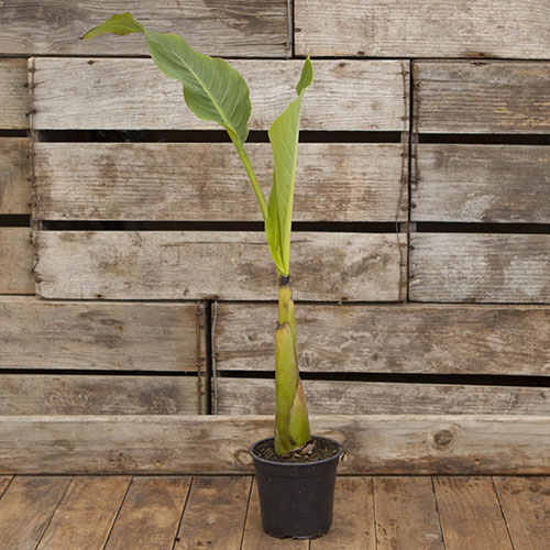 Musella lasiocarpa - Golden Lotus Banana Musella lasiocarpa - Golden Lotus Banana