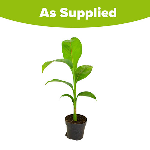 Musella lasiocarpa - Golden Lotus Banana Musella lasiocarpa - Golden Lotus Banana