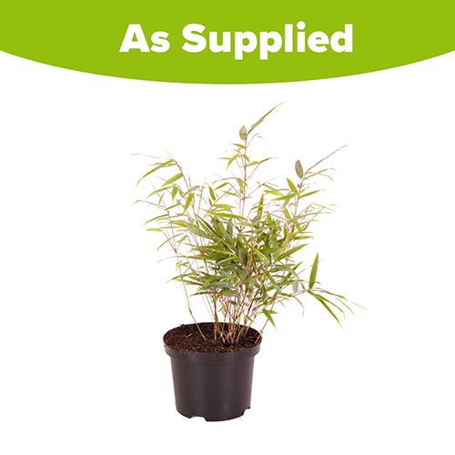 Fargesia rufa Fountain Bamboo Fargesia rufa Fountain Bamboo