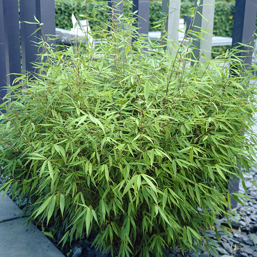 Fountain Bamboo Fargesia rufa Fountain Bamboo Fargesia rufa
