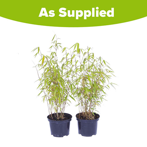 Fountain Bamboo Fargesia rufa Fountain Bamboo Fargesia rufa