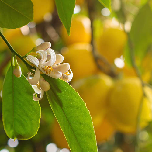 Pair of Large Lemon Trees Pair of Large Lemon Trees
