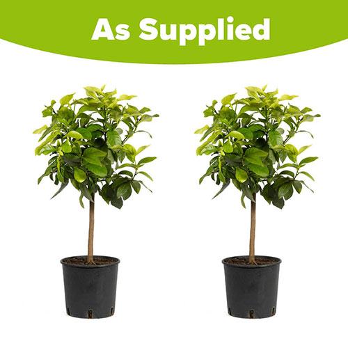 Pair of Large Lemon Trees Pair of Large Lemon Trees