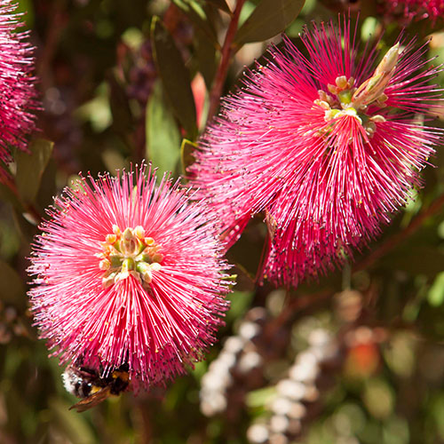 Callistemon Bottlebrush Standard Callistemon Bottlebrush Standard