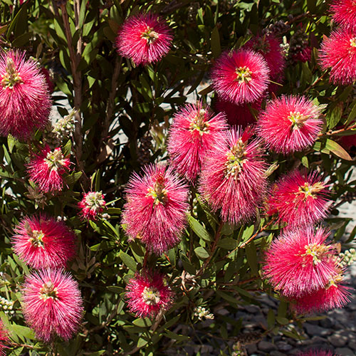 Callistemon Bottlebrush Standard Callistemon Bottlebrush Standard