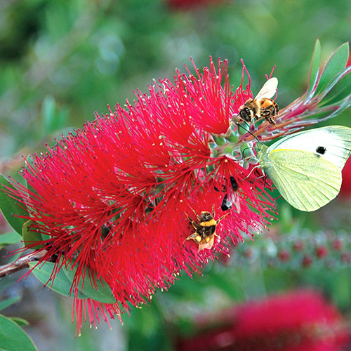 Callistemon Bottlebrush Standard Callistemon Bottlebrush Standard