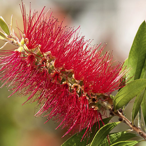 Callistemon Bottlebrush Standard Callistemon Bottlebrush Standard