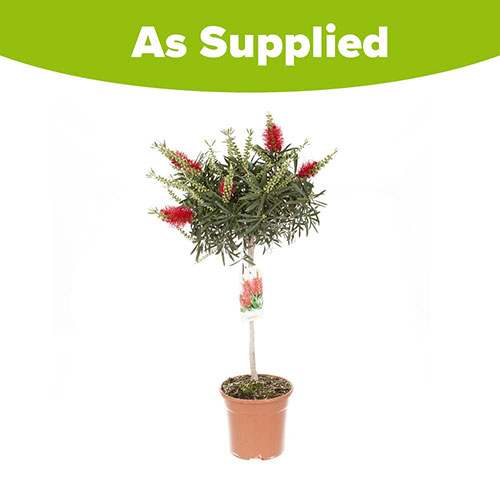 Callistemon Bottlebrush Standard Callistemon Bottlebrush Standard