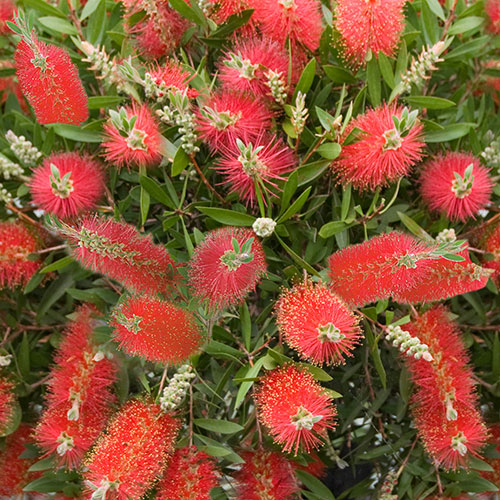 Pair of Callistemon Bottlebrush Standard Pair of Callistemon Bottlebrush Standard