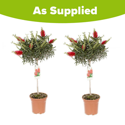 Pair of Callistemon Bottlebrush Standard Pair of Callistemon Bottlebrush Standard