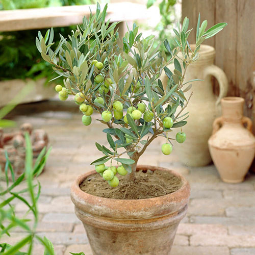 Mini Standard Olive Tree Mini Standard Olive Tree