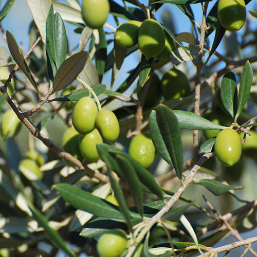 Mini Standard Olive Tree Mini Standard Olive Tree