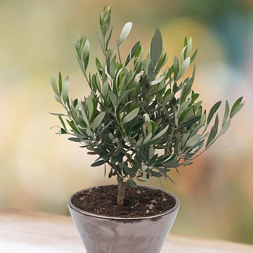 Mini Standard Olive Tree Mini Standard Olive Tree