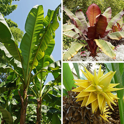 Architectural Banana Plant Collection