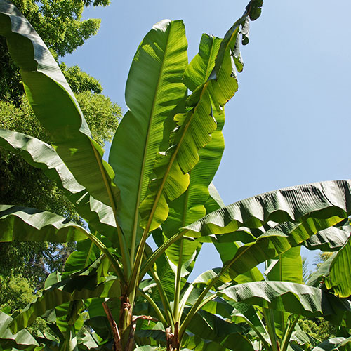 Architectural Banana Plant Collection Architectural Banana Plant Collection