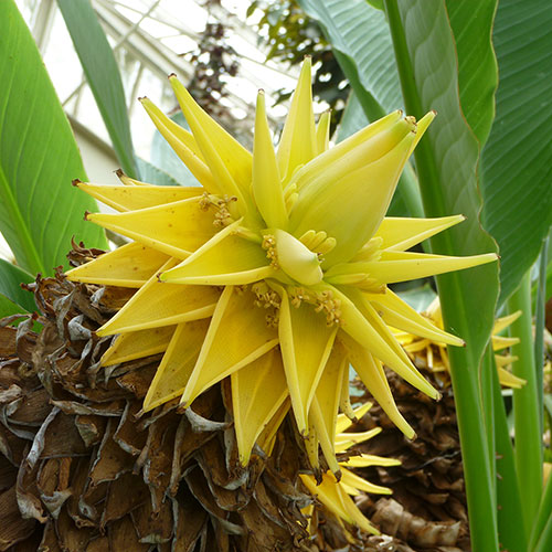 Architectural Banana Plant Collection Architectural Banana Plant Collection