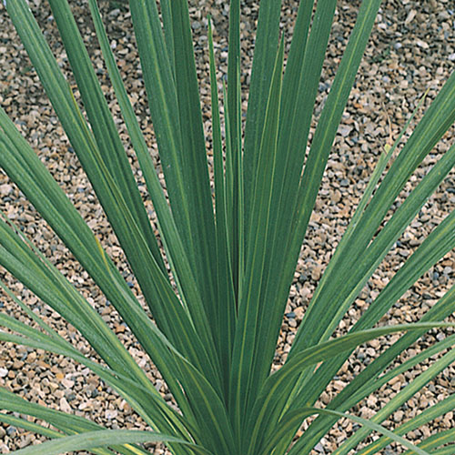 Cordyline australis Green Cordyline australis Green
