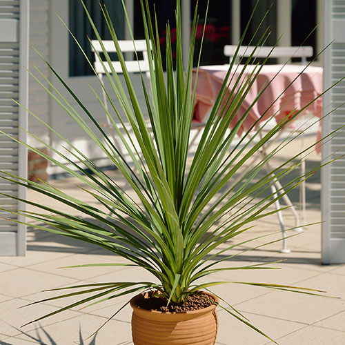Cordyline australis Green Cordyline australis Green