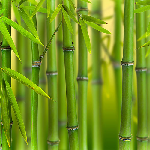 Green Bamboo Phyllostachys bissetti Green Bamboo Phyllostachys bissetti