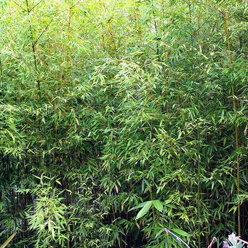 Green Bamboo Phyllostachys bissetti Green Bamboo Phyllostachys bissetti