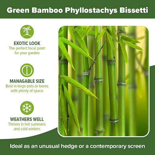 Green Bamboo Phyllostachys bissetti Green Bamboo Phyllostachys bissetti