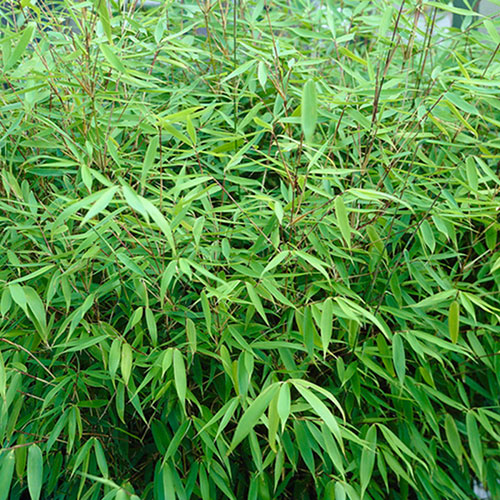 Fargesia rufa Fountain Bamboo Fargesia rufa Fountain Bamboo