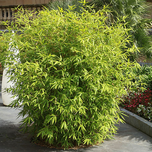 Fargesia rufa Fountain Bamboo Fargesia rufa Fountain Bamboo