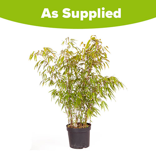 Fargesia rufa Fountain Bamboo Fargesia rufa Fountain Bamboo