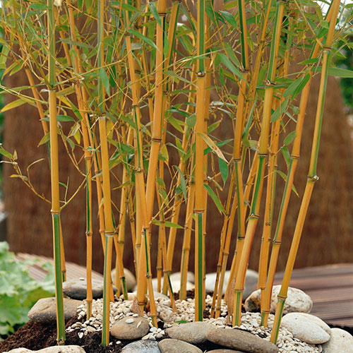 Bamboo Collection Bamboo Collection