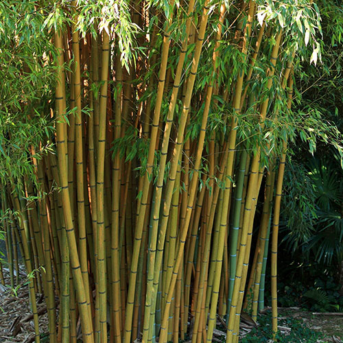Bamboo Collection Bamboo Collection