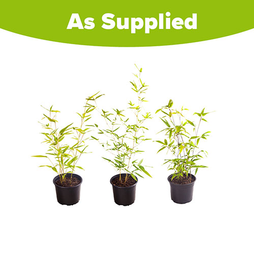 Bamboo Collection Bamboo Collection