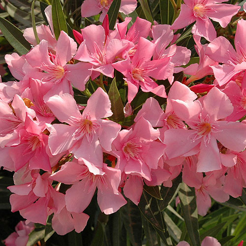 Oleander Shades of Pink Standards Oleander Shades of Pink Standards