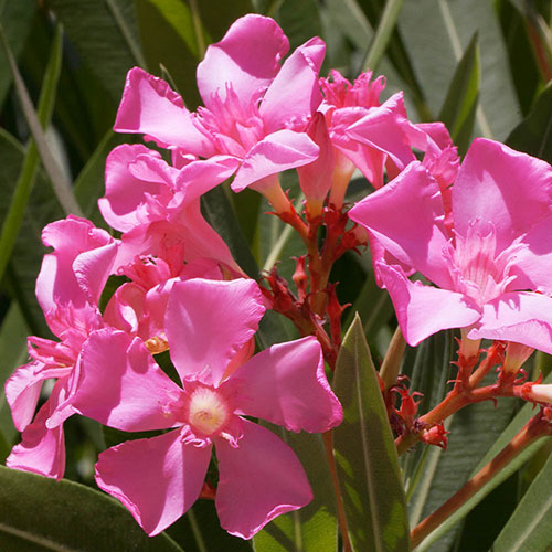 Oleander Shades of Pink Standards Oleander Shades of Pink Standards