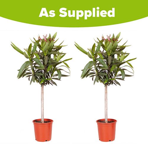 Oleander Shades of Pink Standards Oleander Shades of Pink Standards