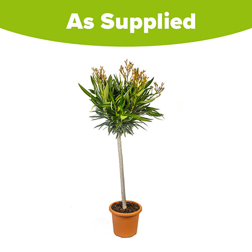 Oleander Double Yellow Luteum Plenum Standard Oleander Double Yellow Luteum Plenum Standard