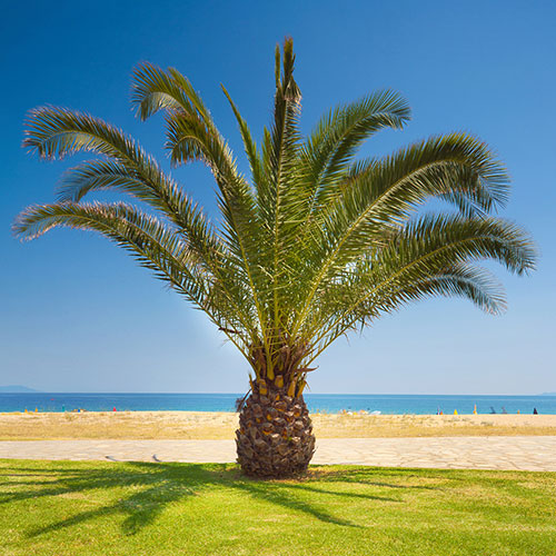 Pair of Phoenix canariensis Canary Island Date Palms Pair of Phoenix canariensis Canary Island Date Palms