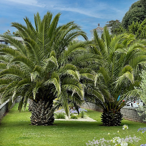 Pair of Phoenix canariensis Canary Island Date Palms Pair of Phoenix canariensis Canary Island Date Palms