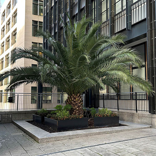 Pair of Phoenix canariensis Canary Island Date Palms Pair of Phoenix canariensis Canary Island Date Palms